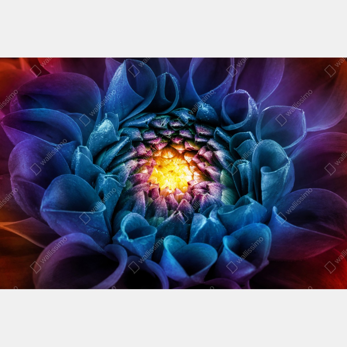 Plakat intensywna niebieska chryzantema z bliska – Wallissimo® Plakat intensywna niebieska chryzantema z bliska – Wallissimo®