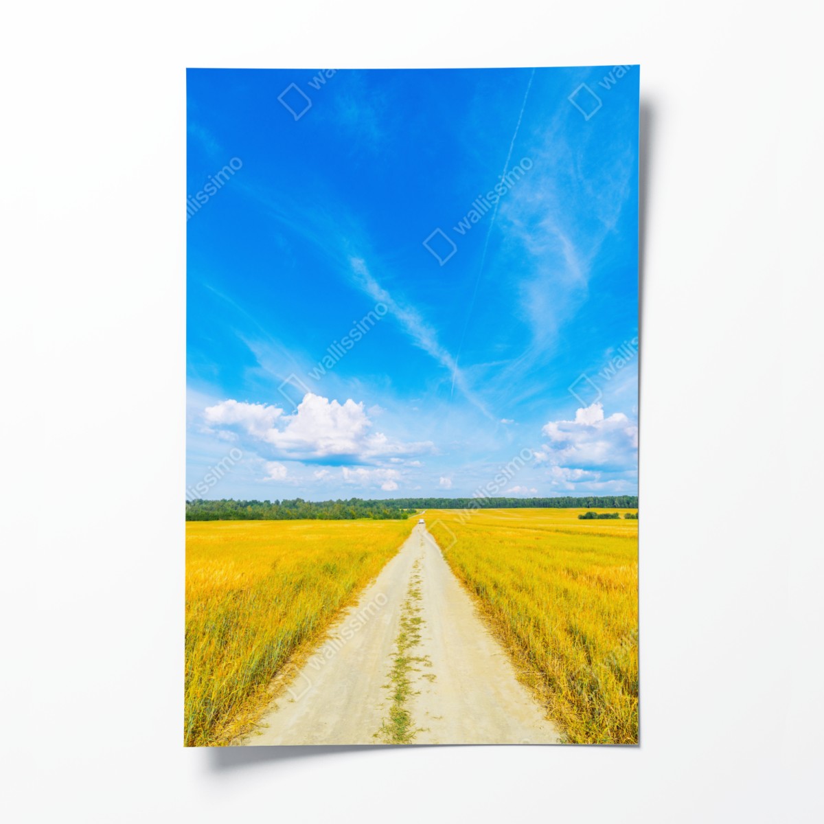 Poster golden meadow under a wide blue sky