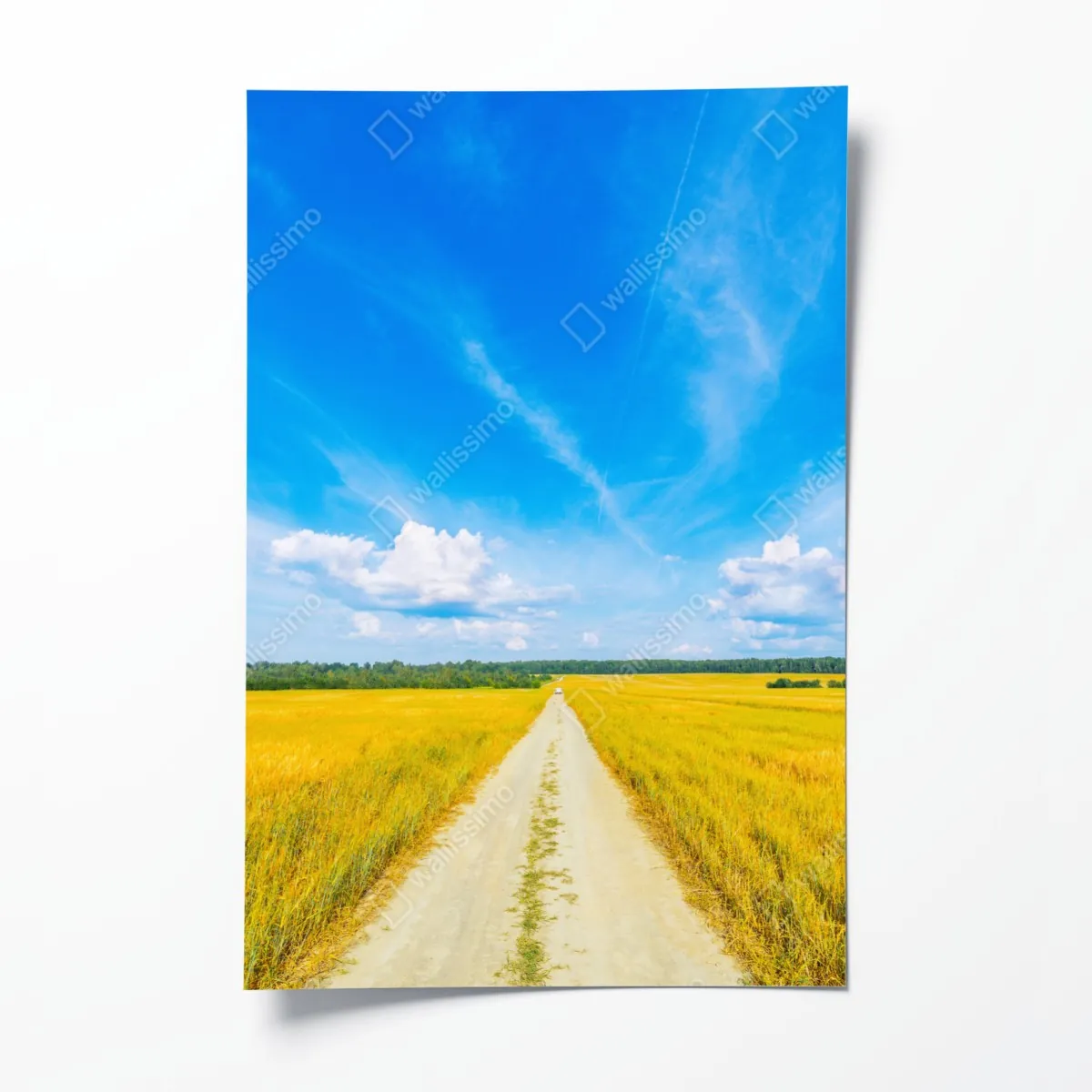 Plakat złote pole pod szerokim błękitnym niebem – Wallissimo® Plakat złote pole pod szerokim błękitnym niebem – Wallissimo®