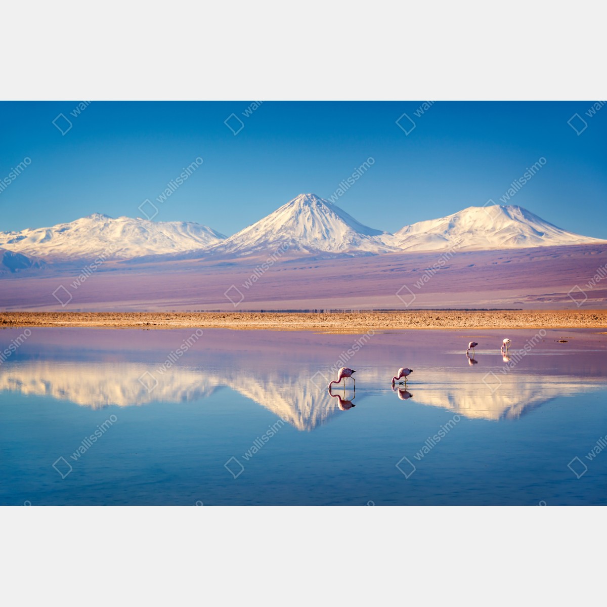 Plakat Laguna Chaxa z flamingami i Licancabur – Wallissimo® Plakat Laguna Chaxa z flamingami i Licancabur – Wallissimo®