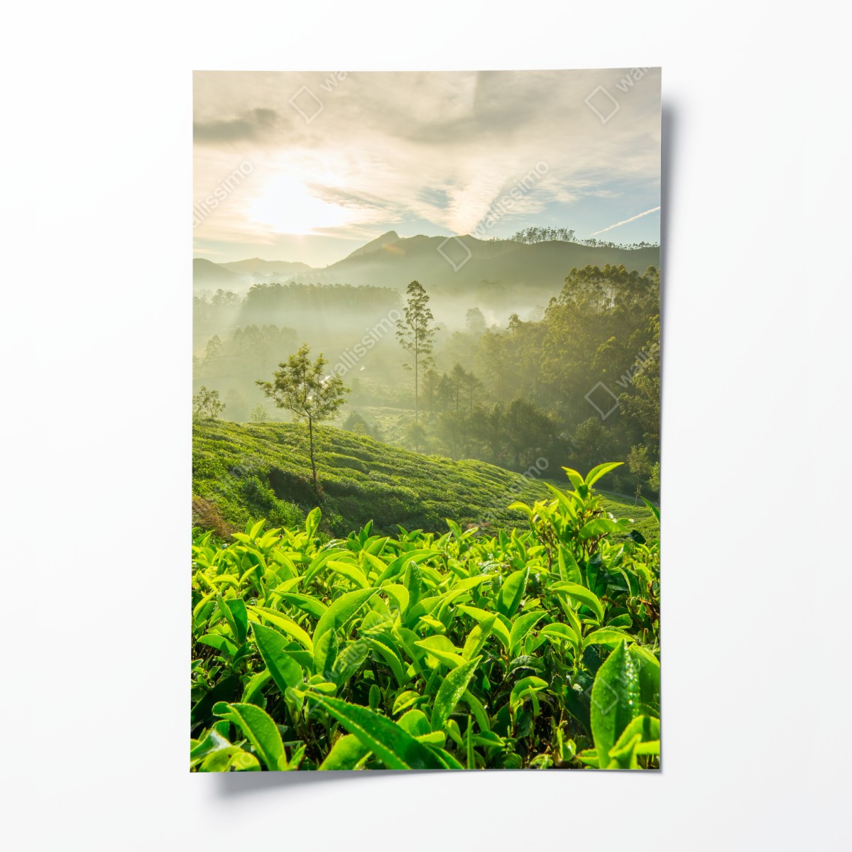 Poster sunrise over Munnar tea plantations