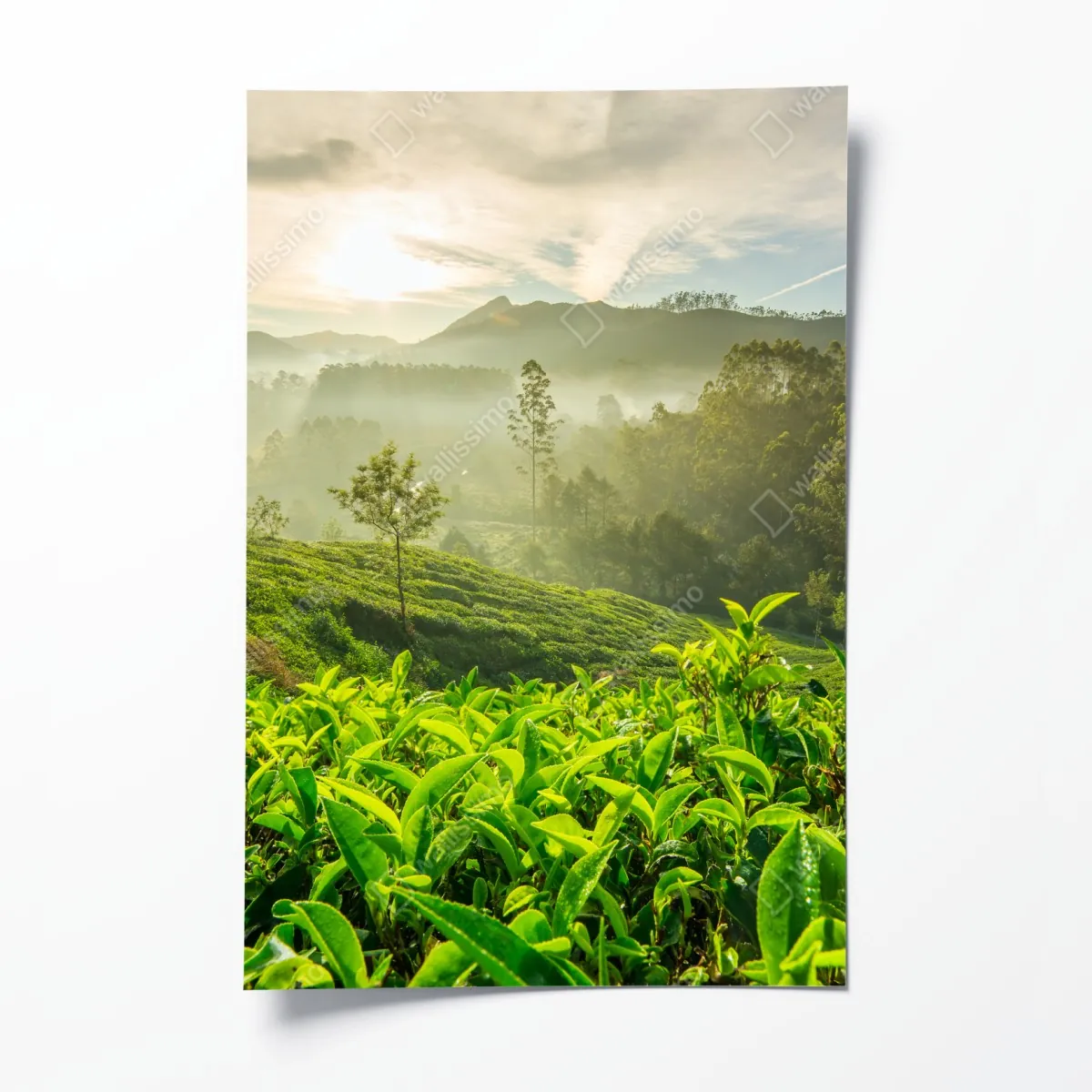 Plakat wschód słońca nad plantacjami herbaty w Munnar – Wallissimo® Plakat wschód słońca nad plantacjami herbaty w Munnar – Wallissimo®