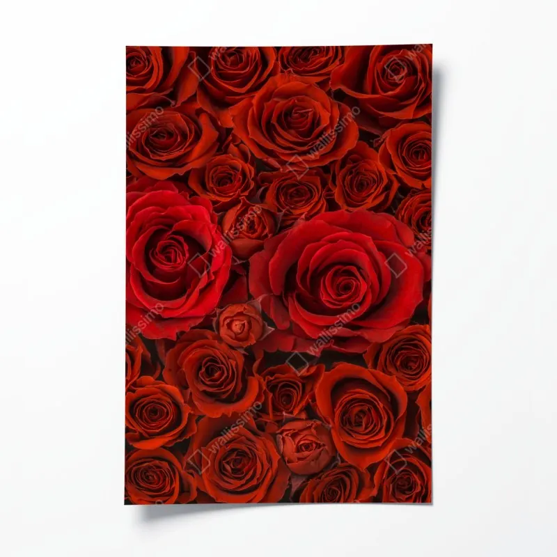 Plakat bukiet czerwonych róż w zbliżeniu