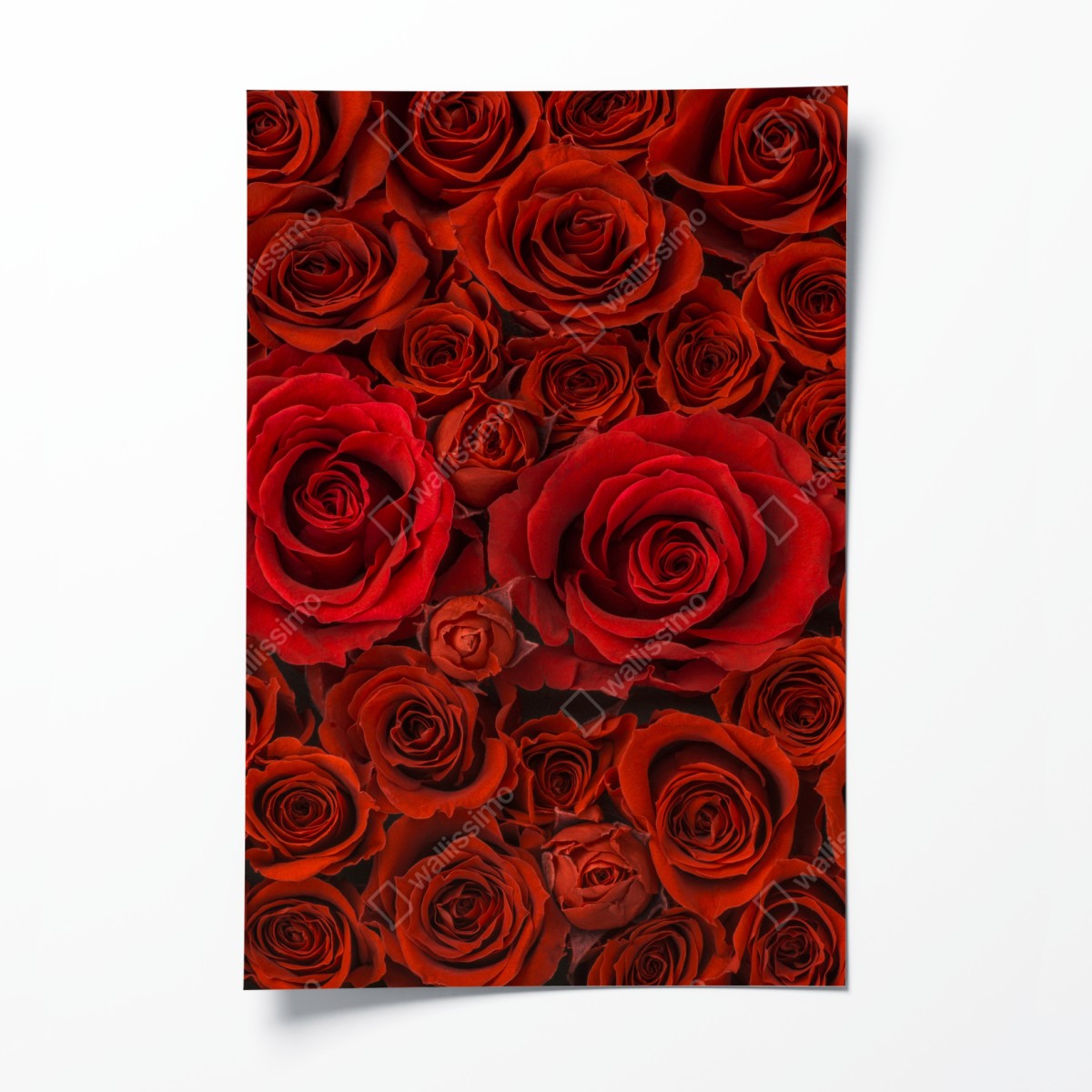 Poster lush red rose collage