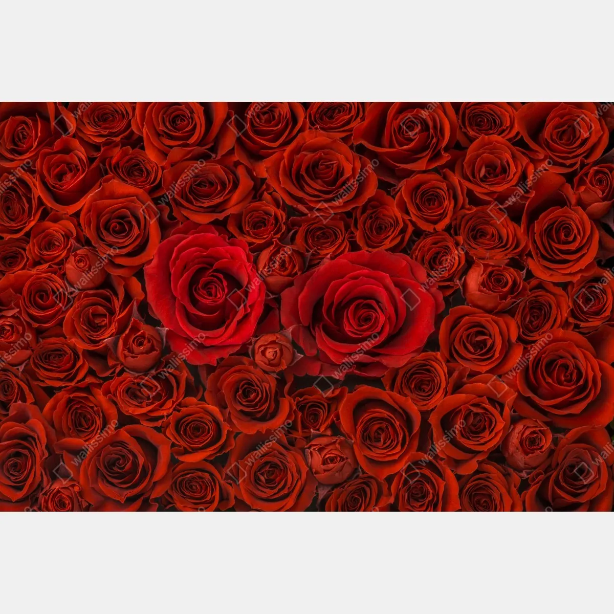 Plakat bukiet czerwonych róż w zbliżeniu – Wallissimo® Plakat bukiet czerwonych róż w zbliżeniu – Wallissimo®
