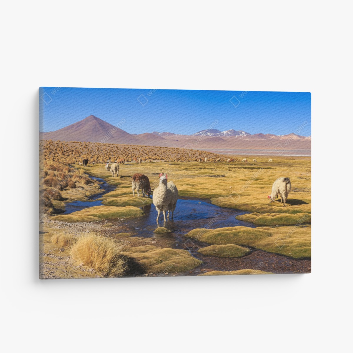 Canvas print llama on the Andes altiplano