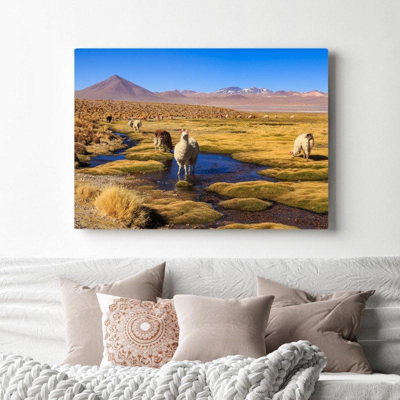 Obraz na płótnie lamy na Altiplano – Wallissimo® Obraz na płótnie lamy na Altiplano – Wallissimo®