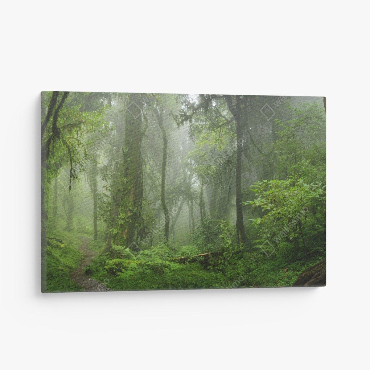 Canvas print misty tropical jungle pathway
