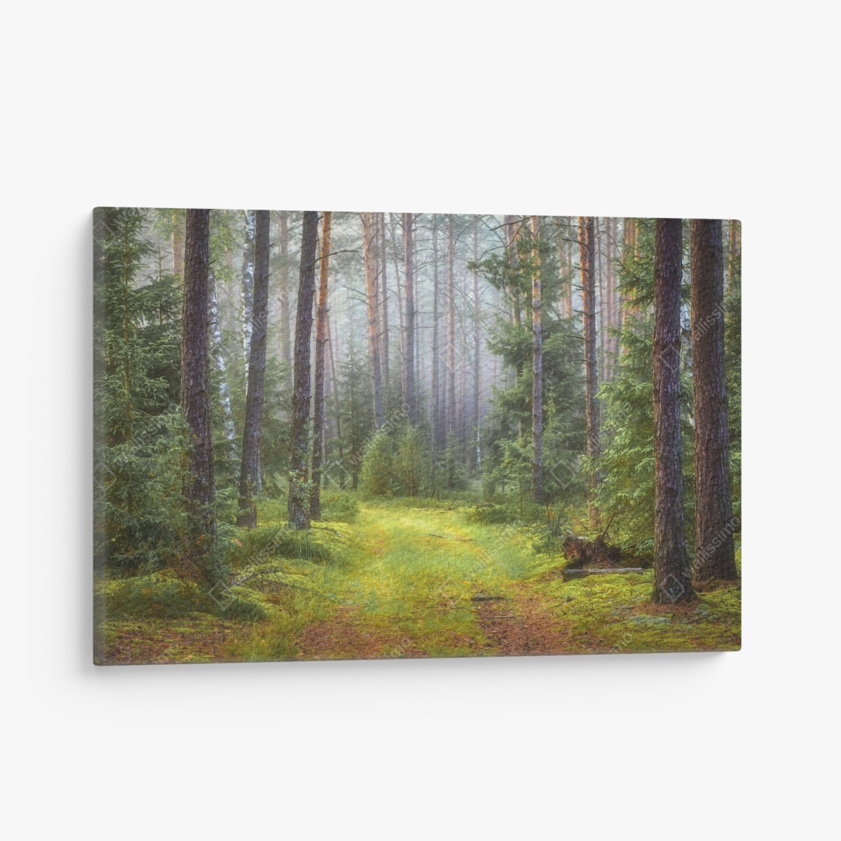 Canvas print misty pine forest trail