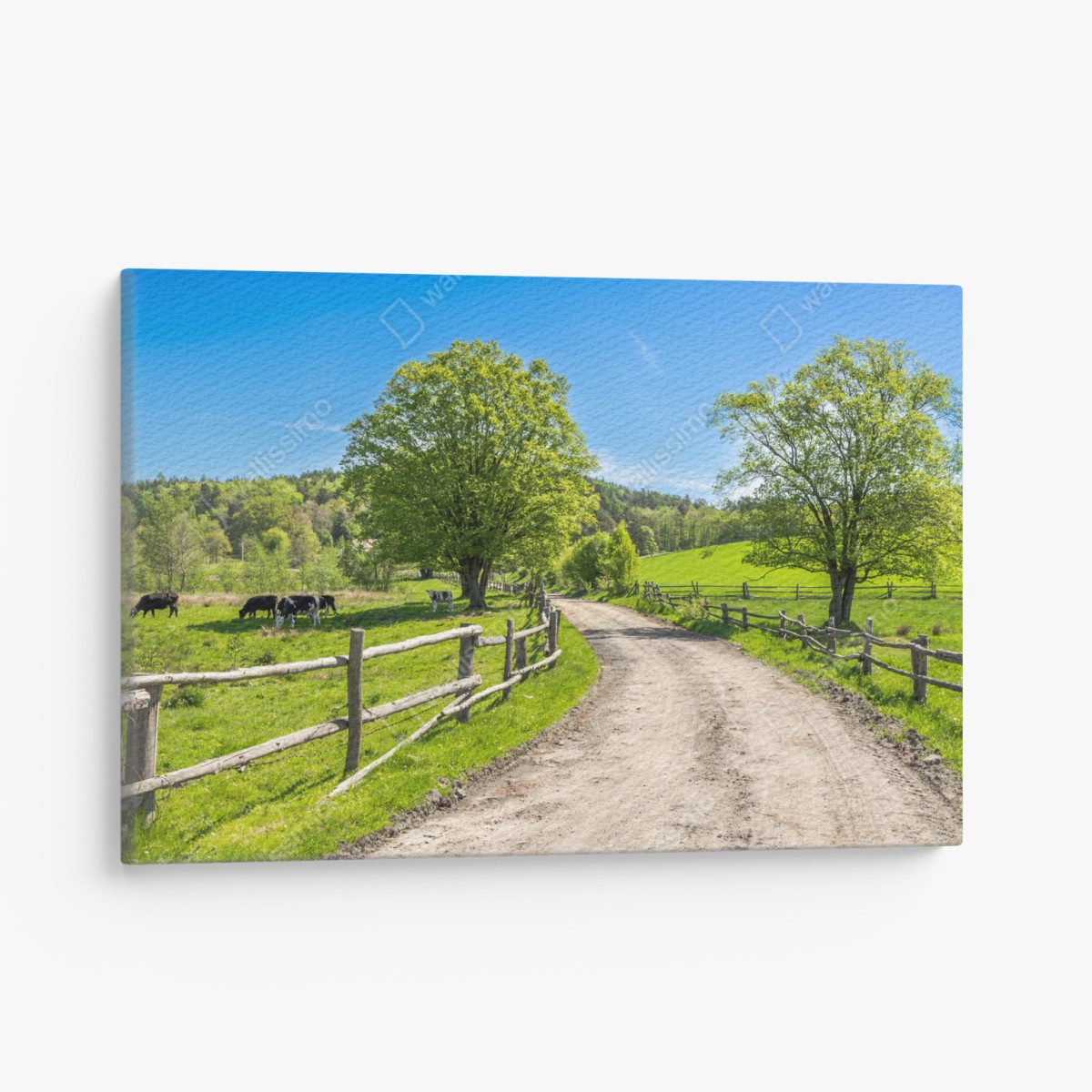 Canvas print sunny country road through green meadows