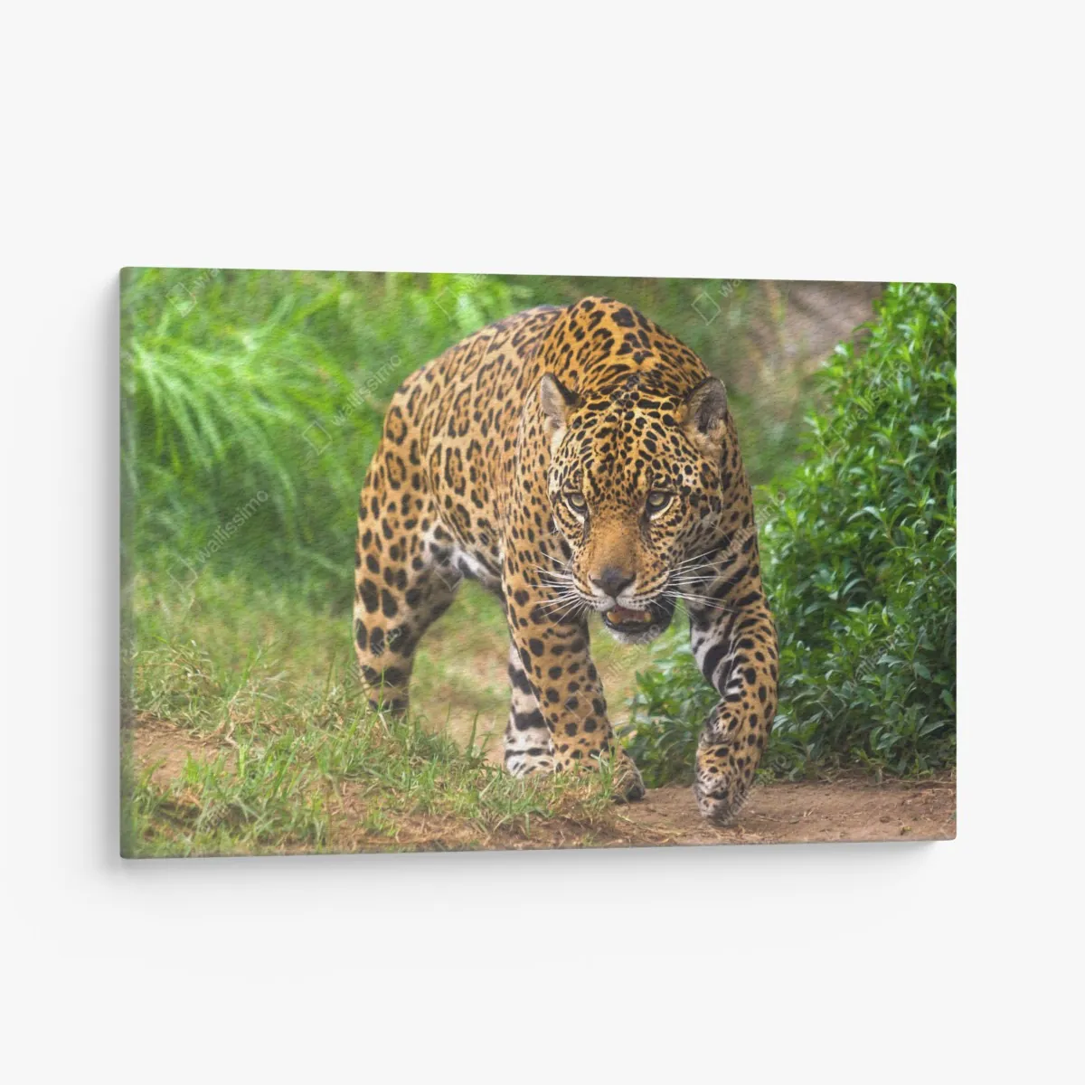 Obraz na płótnie majestatyczny jaguar w naturze – Wallissimo® Obraz na płótnie majestatyczny jaguar w naturze – Wallissimo®