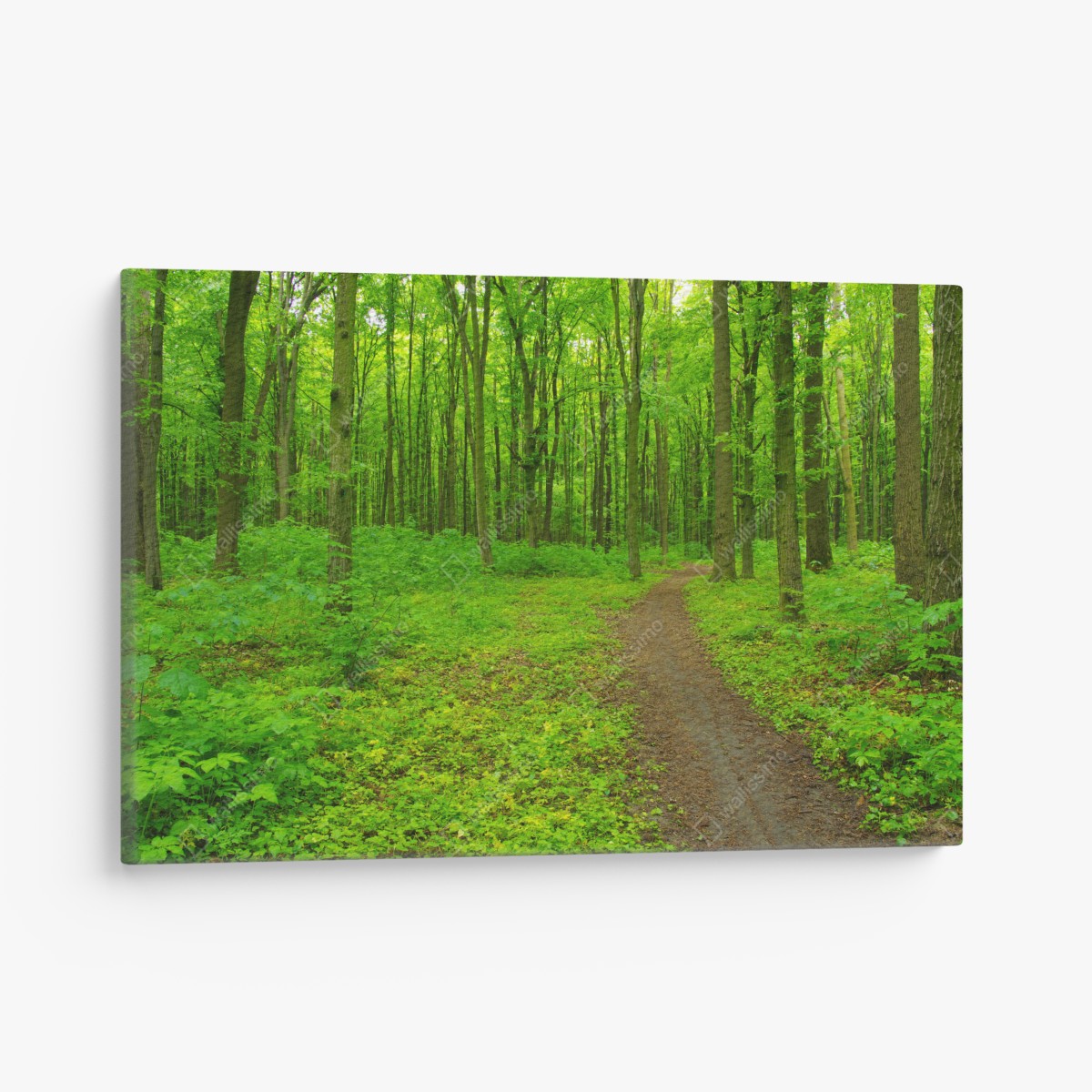 Canvas print serene green forest trail