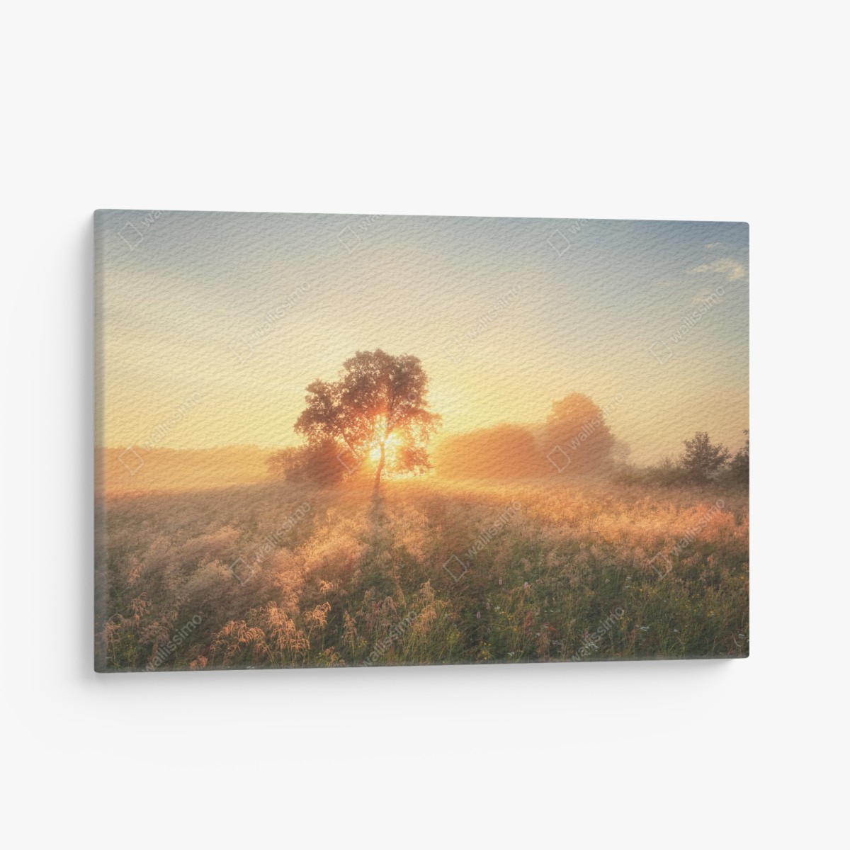Canvas print golden sunrise over misty meadow