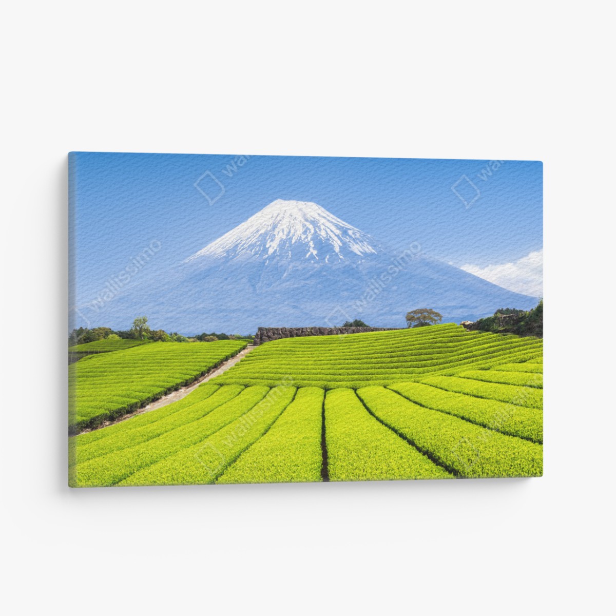 Canvas print lush tea fields beneath Mount Fuji