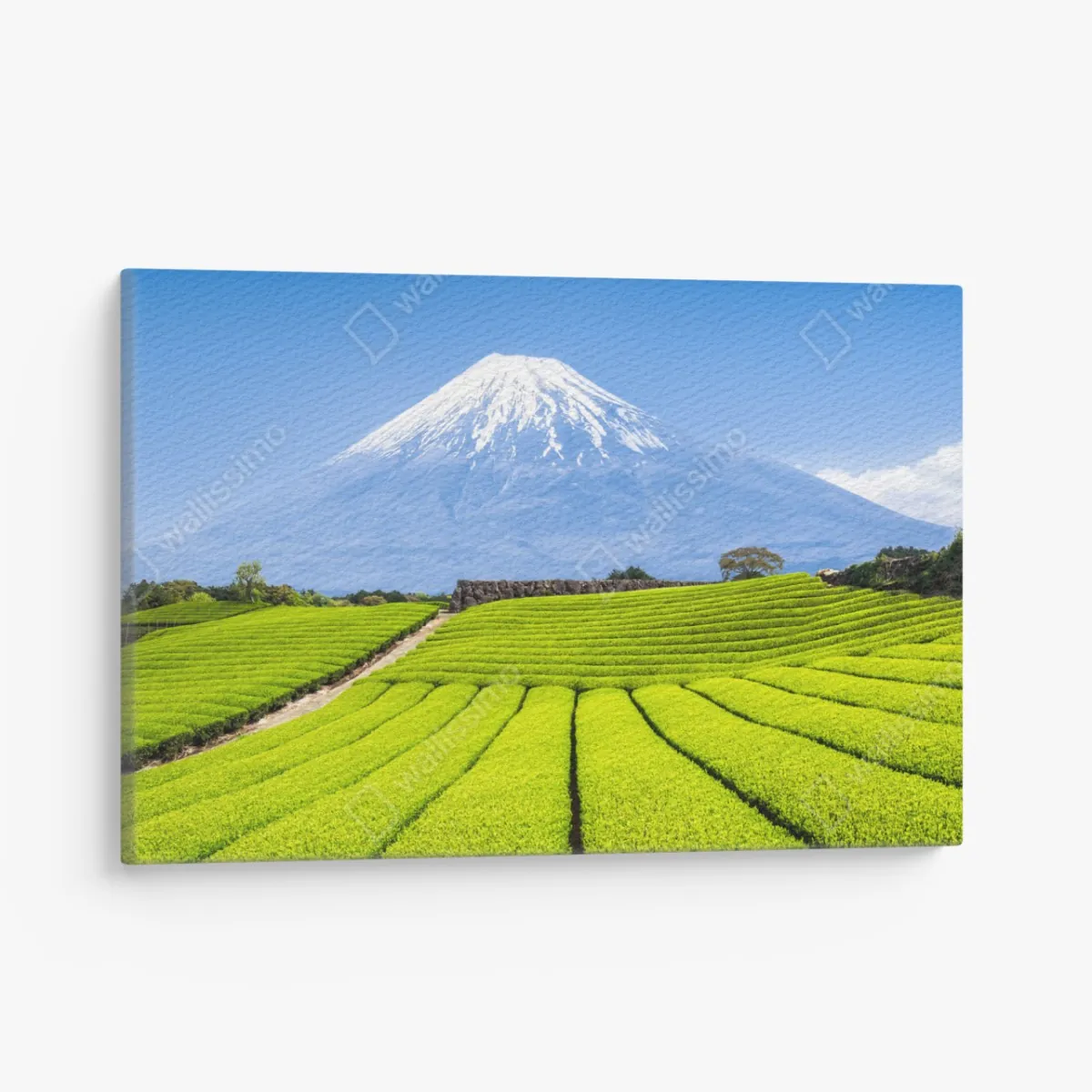 Obraz na płótnie bujne pola herbaty u stóp Góry Fuji – Wallissimo® Obraz na płótnie bujne pola herbaty u stóp Góry Fuji – Wallissimo®