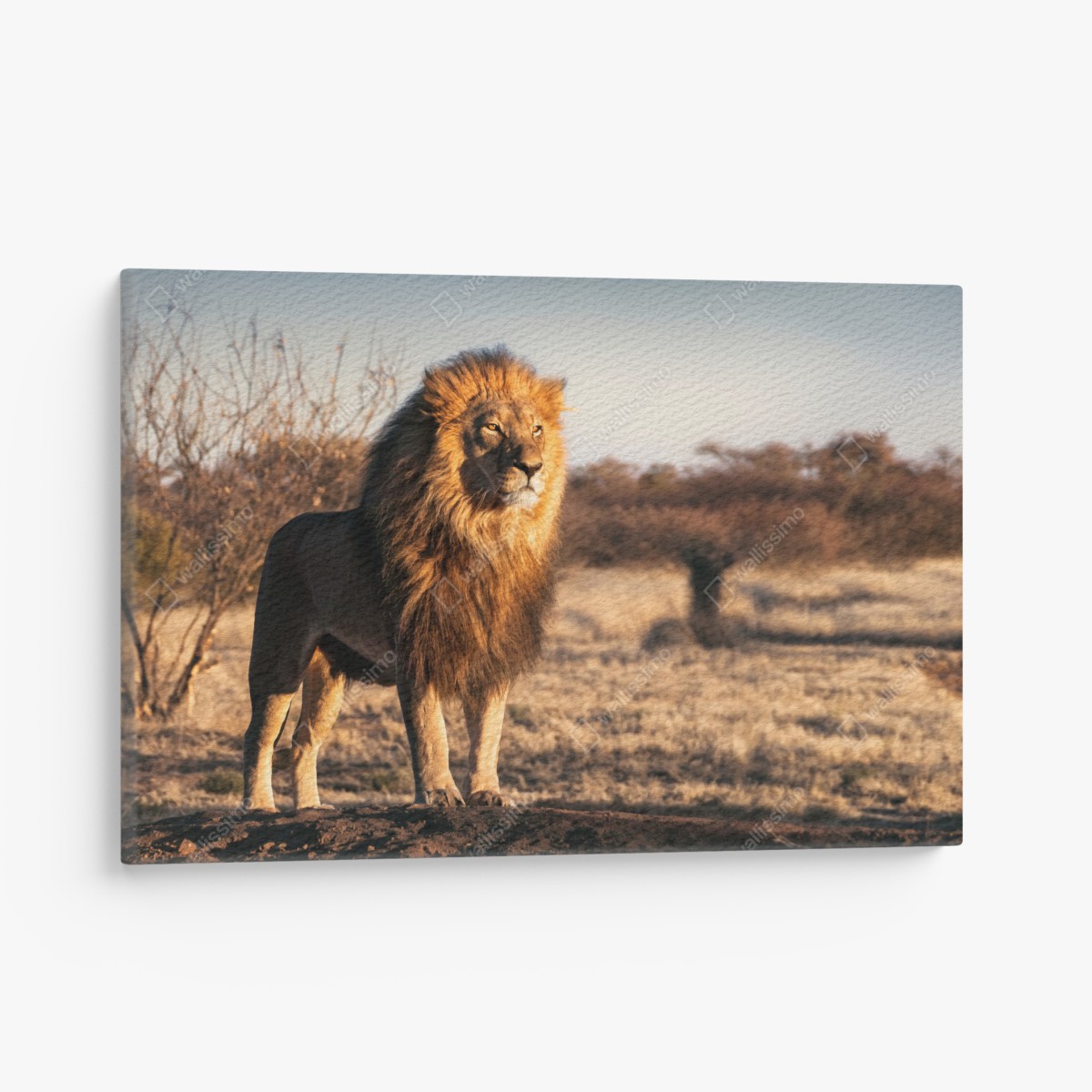 Canvas print regal lion on the savannah