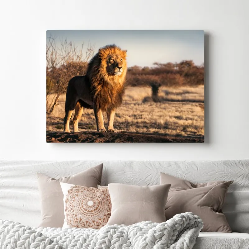 Obraz na płótnie władczy lew na sawannie – Wallissimo® Obraz na płótnie władczy lew na sawannie – Wallissimo®