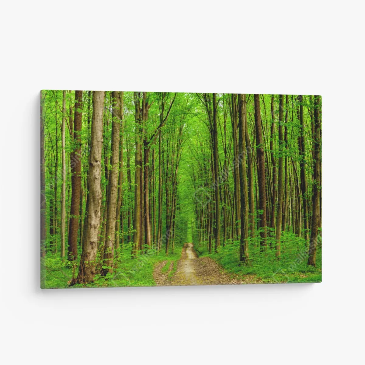 Obraz na płótnie zielona leśna ścieżka wiosną – Wallissimo® Obraz na płótnie zielona leśna ścieżka wiosną – Wallissimo®