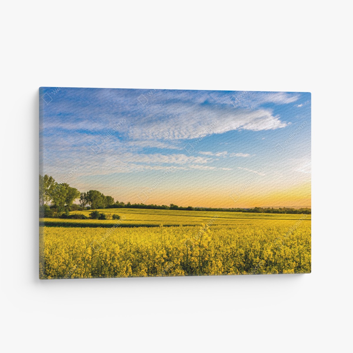 Canvas print sunlit canola field at sunset