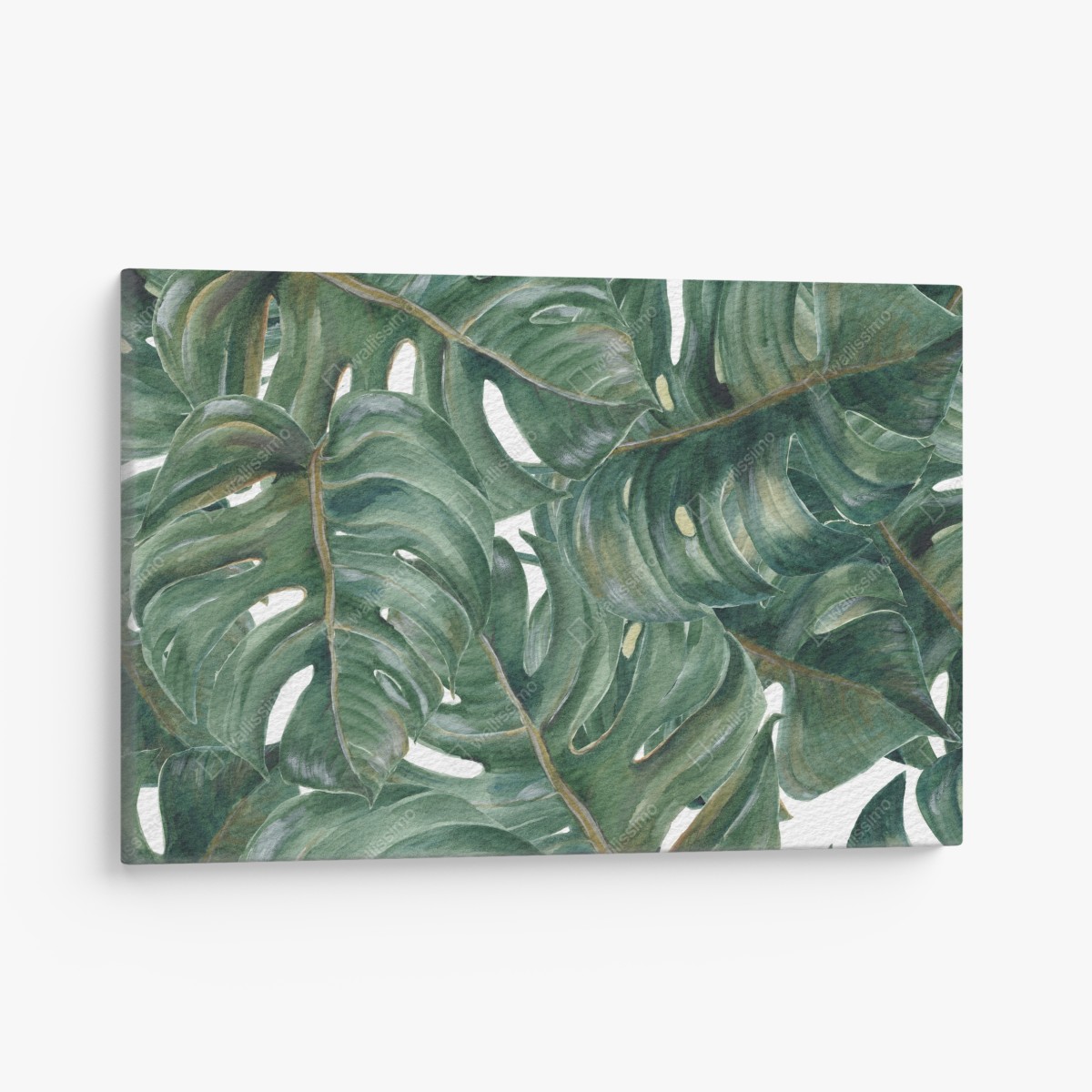 Canvas print lush monstera watercolor leaves