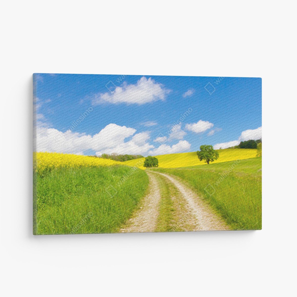 Canvas print sunny country lane through yellow fields