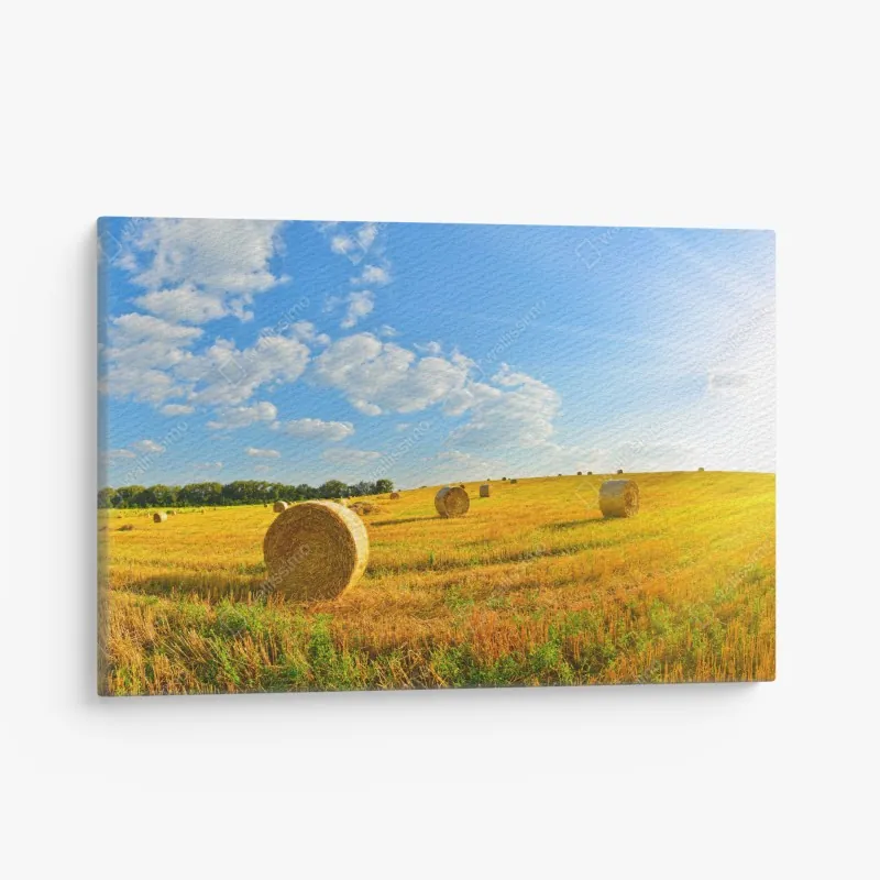 Obraz na płótnie złote pole siana pod błękitnym niebem