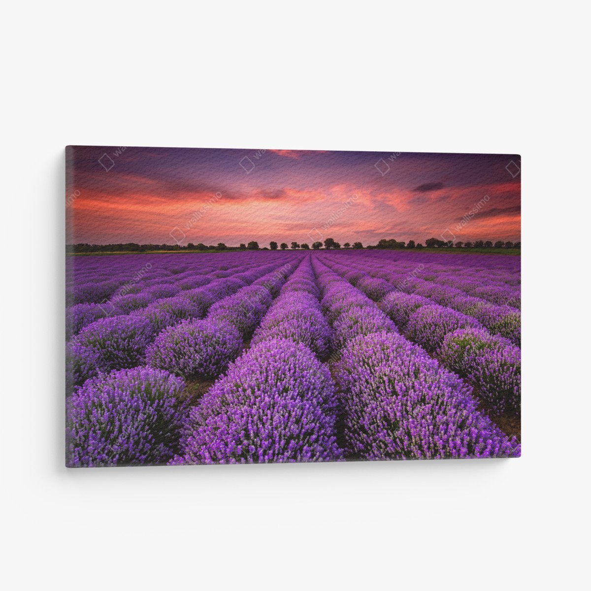 Canvas print lavender field at sunset