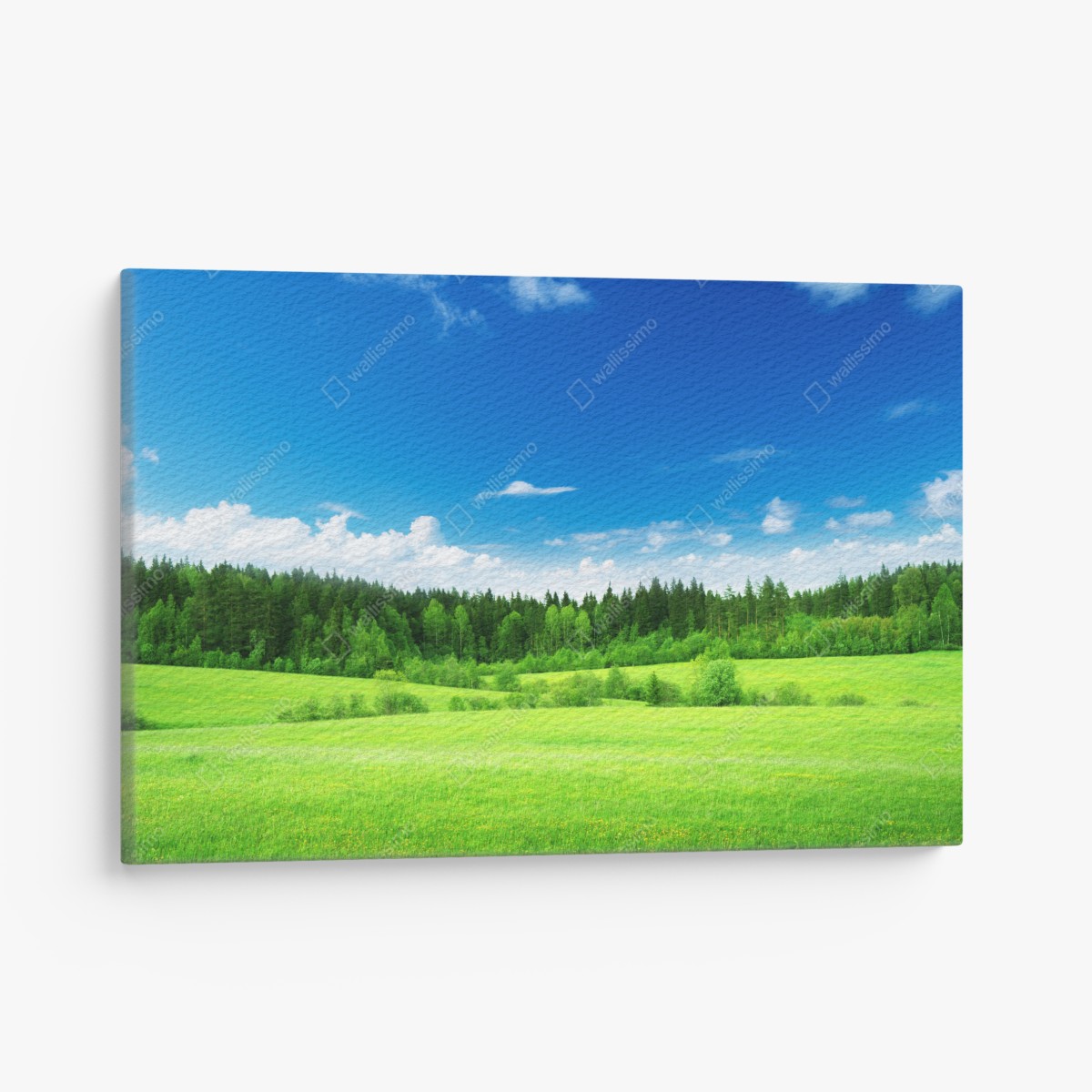 Canvas print spring meadow under a blue sky