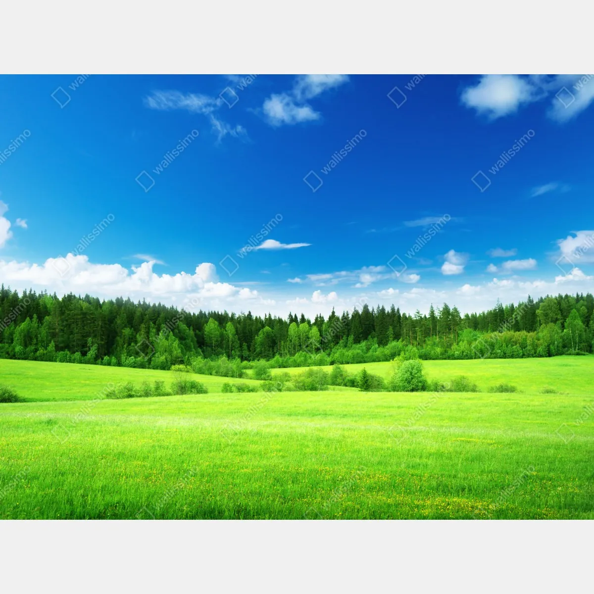 Obraz na płótnie wiosenna łąka pod błękitnym niebem – Wallissimo® Obraz na płótnie wiosenna łąka pod błękitnym niebem – Wallissimo®