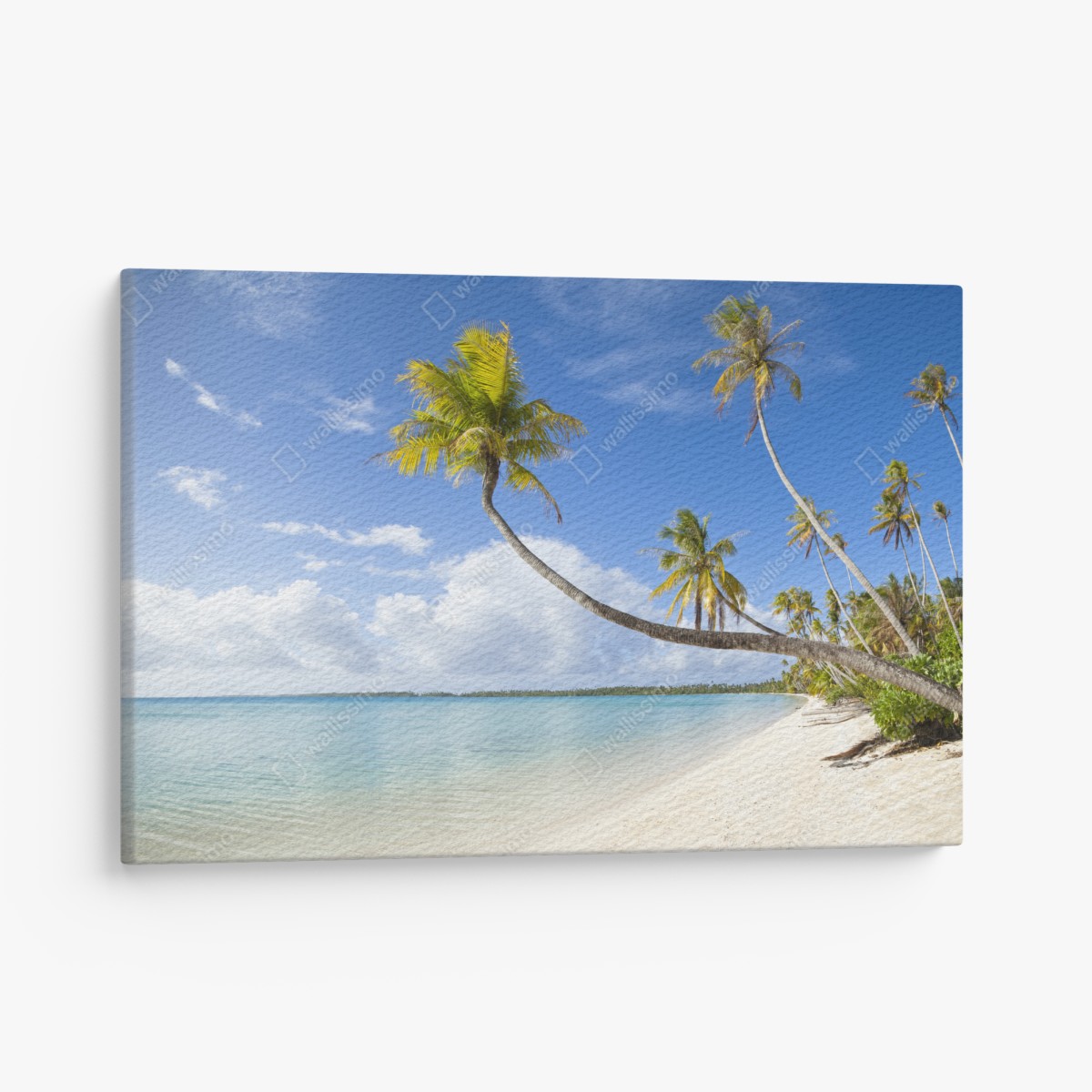 Canvas print tropical turquoise beach with leaning palm