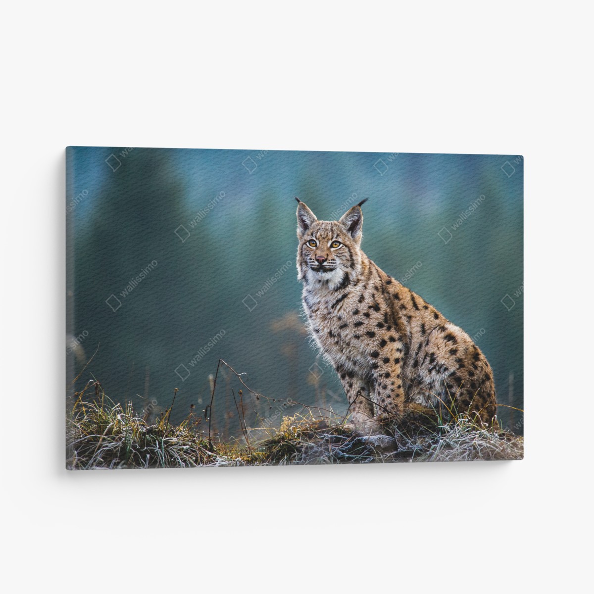 Canvas print majestic Eurasian lynx in natural habitat