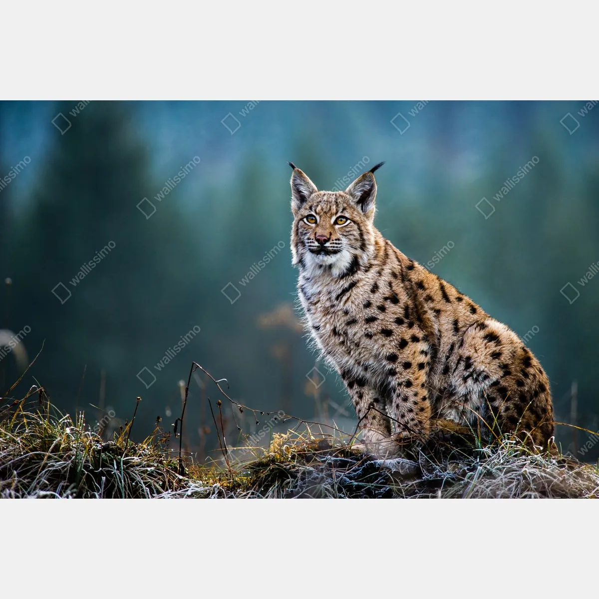 Obraz na płótnie majestatyczny ryś w naturalnym środowisku – Wallissimo® Obraz na płótnie majestatyczny ryś w naturalnym środowisku – Wallissimo®