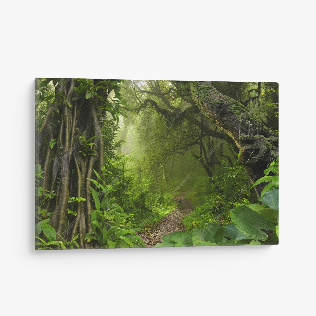 Canvas print lush misty forest trail