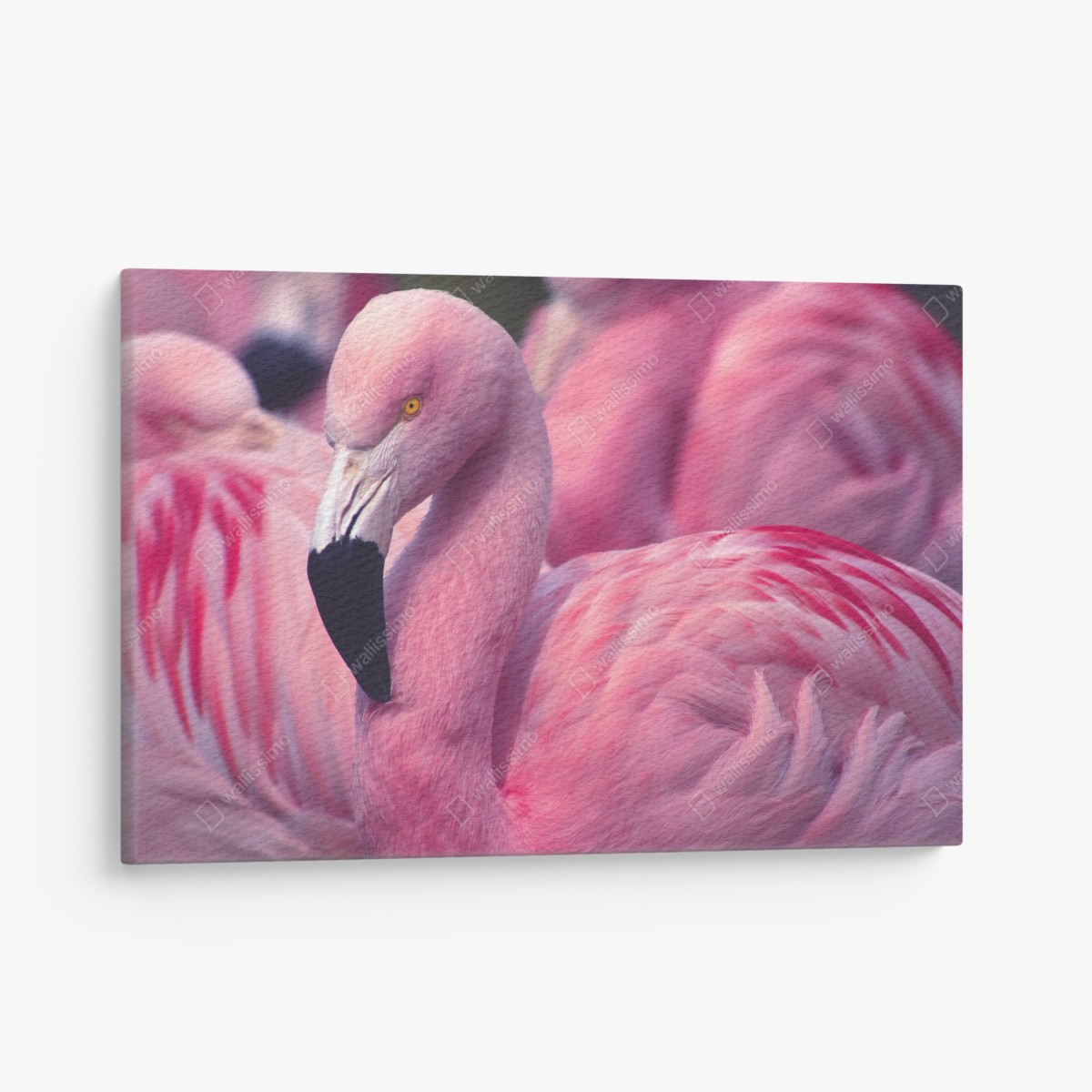 Canvas print pink flamingo close-up portrait