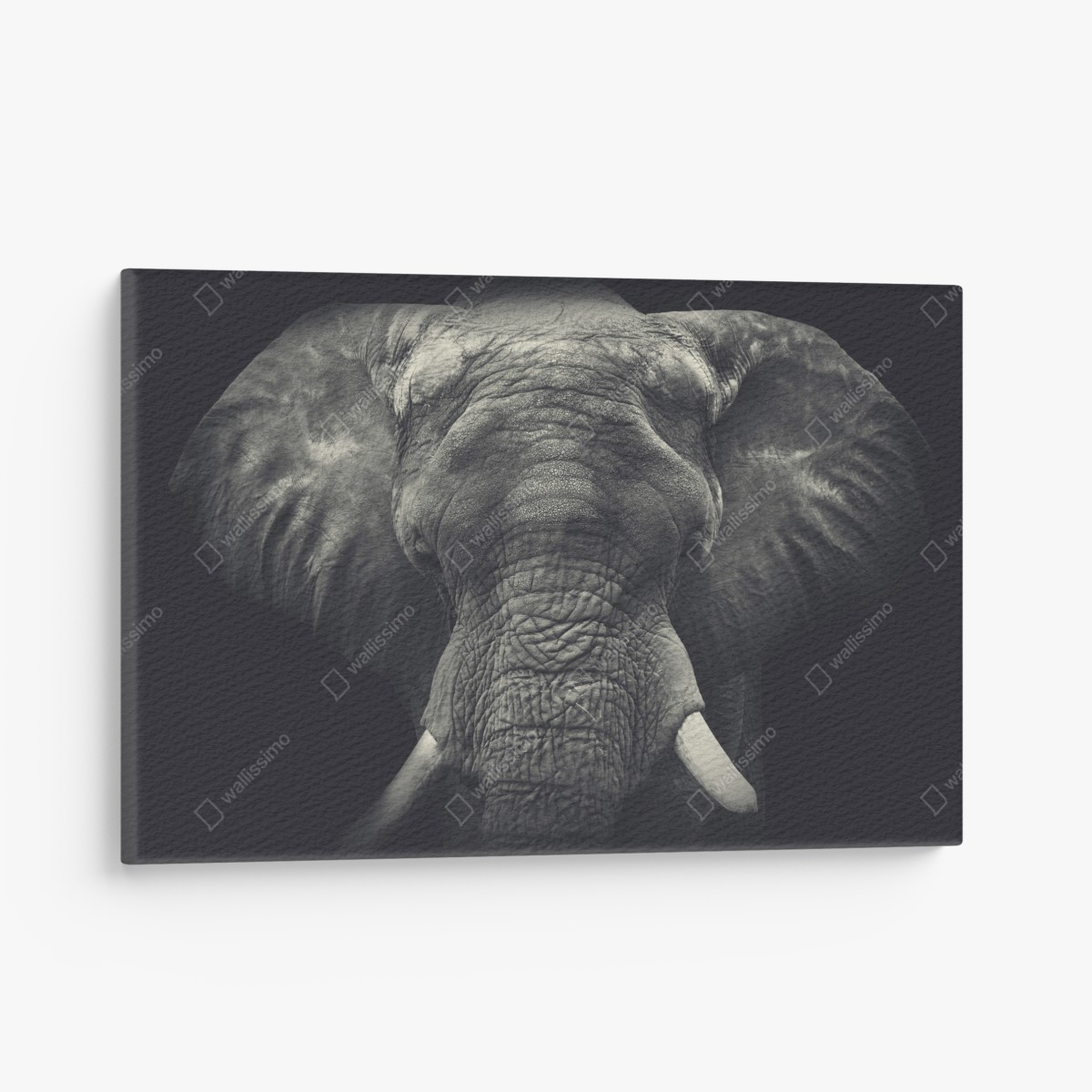 Canvas print majestic elephant portrait in monochrome