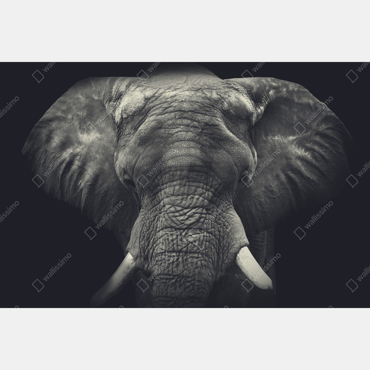 Obraz na płótnie dostojny portret słonia w monochromie – Wallissimo® Obraz na płótnie dostojny portret słonia w monochromie – Wallissimo®