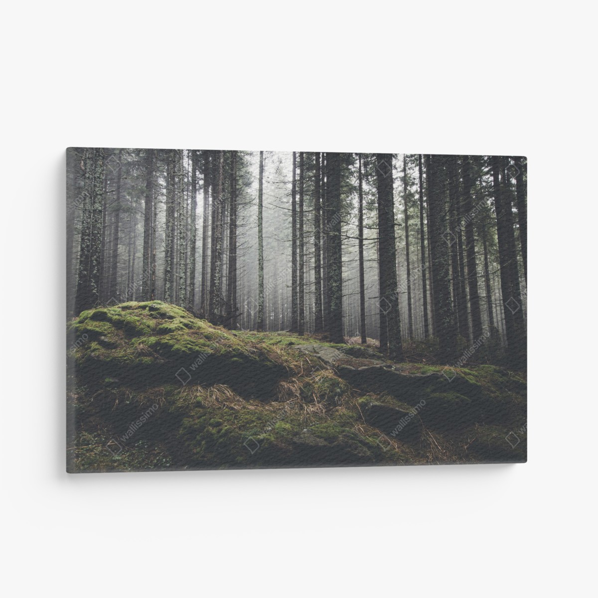 Canvas print misty mossy forest landscape
