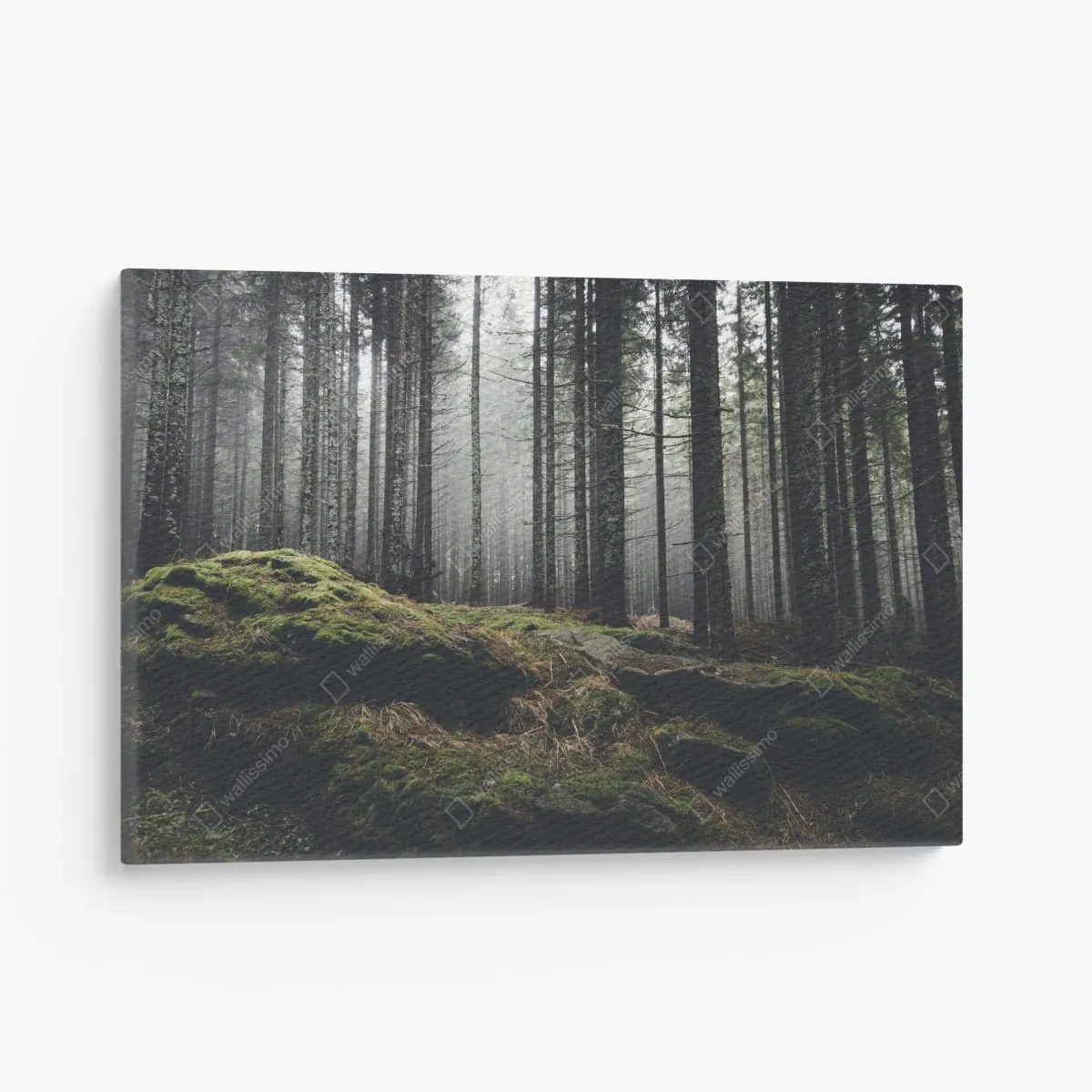 Obraz na płótnie mglisty las porośnięty mchem – Wallissimo® Obraz na płótnie mglisty las porośnięty mchem – Wallissimo®
