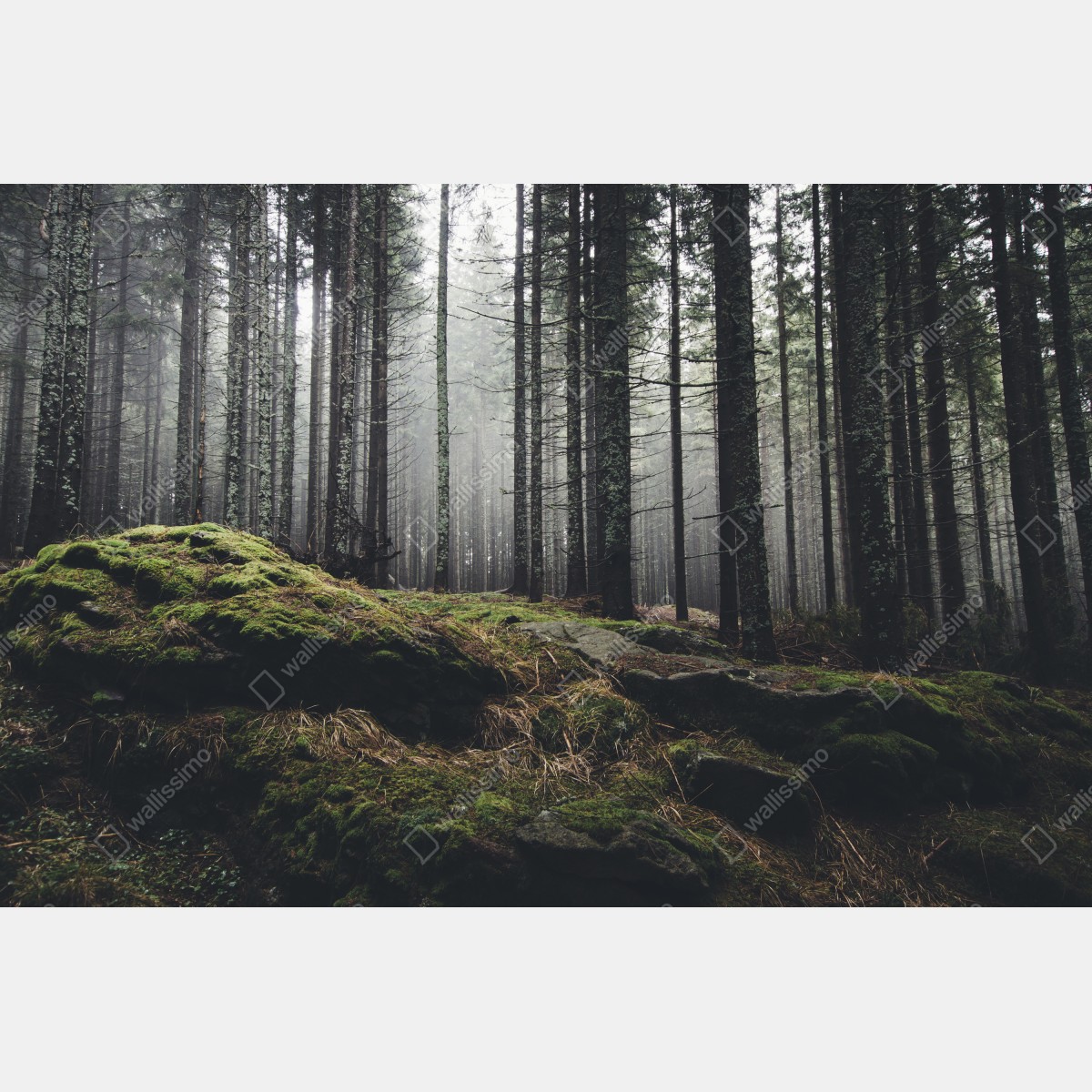 Obraz na płótnie mglisty las porośnięty mchem – Wallissimo® Obraz na płótnie mglisty las porośnięty mchem – Wallissimo®