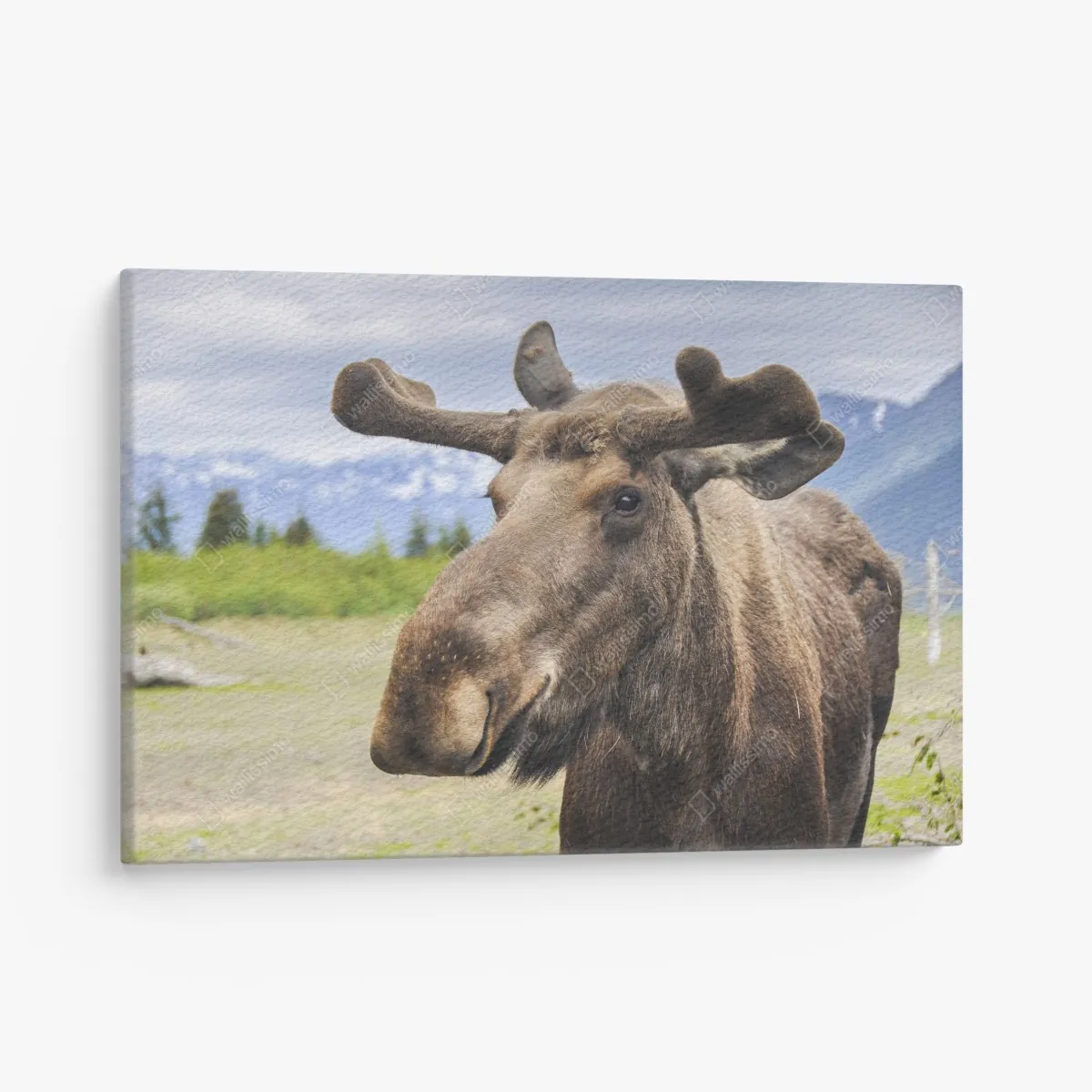 Obraz na płótnie portret łosia na tle gór – Wallissimo® Obraz na płótnie portret łosia na tle gór – Wallissimo®