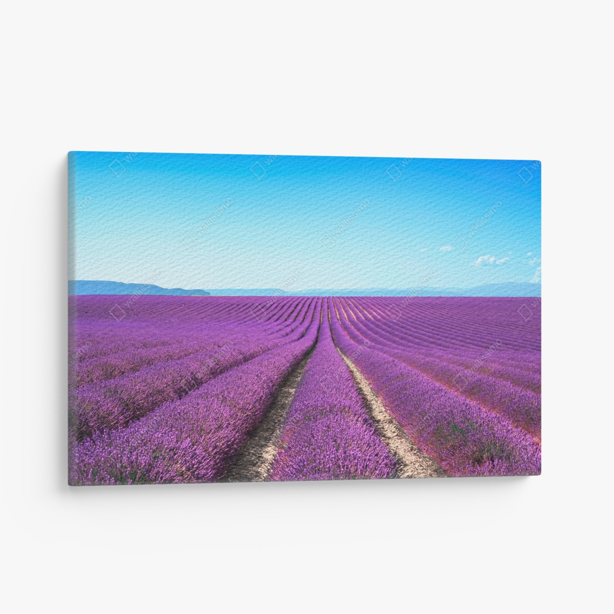 Canvas print lavender fields under blue sky