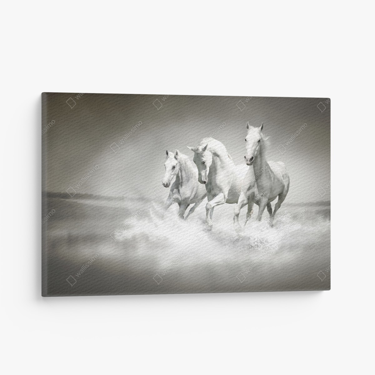 Canvas print three white horses running through water