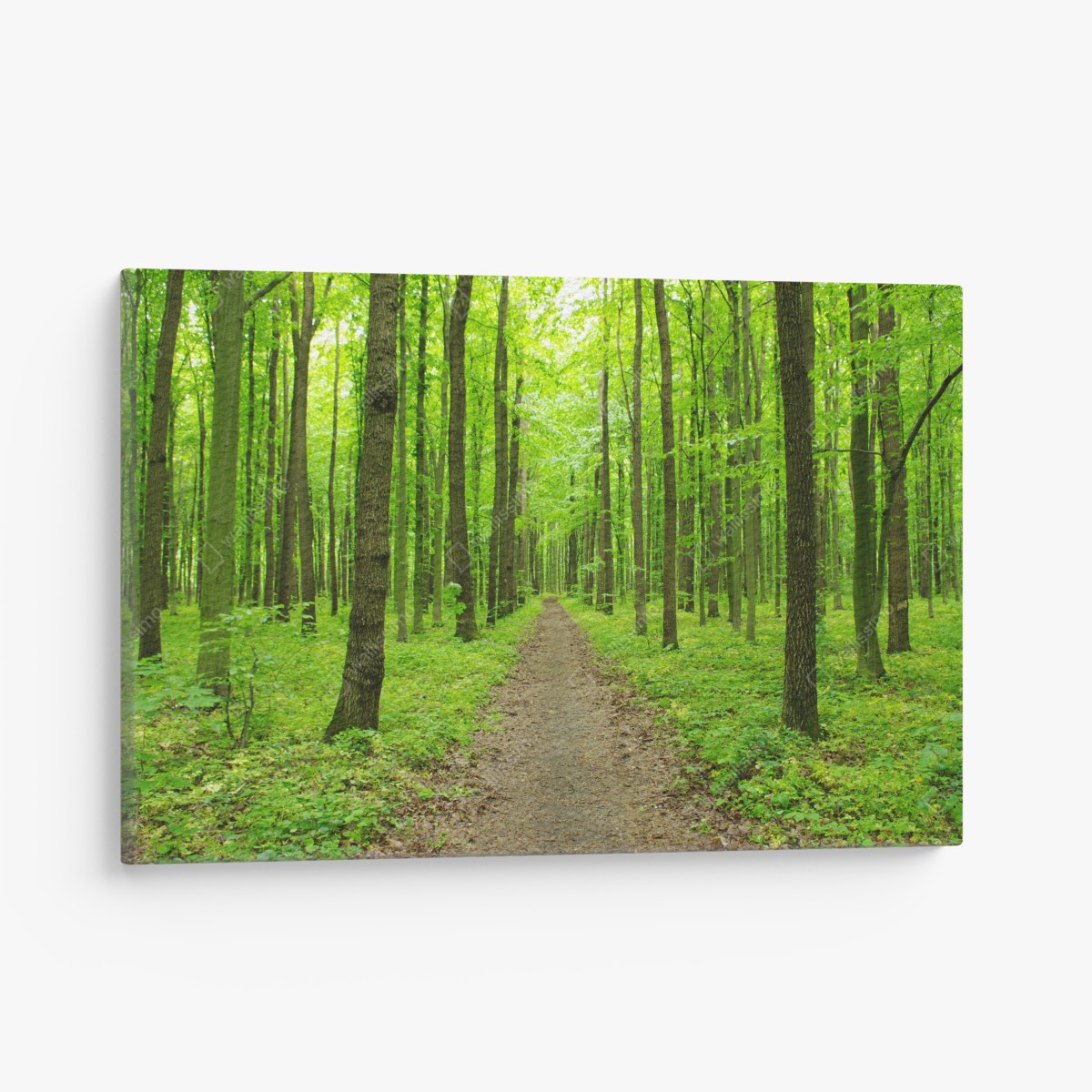 Canvas print serene green forest path