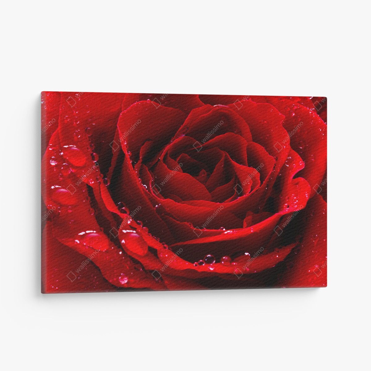 Canvas print vibrant red rose close-up