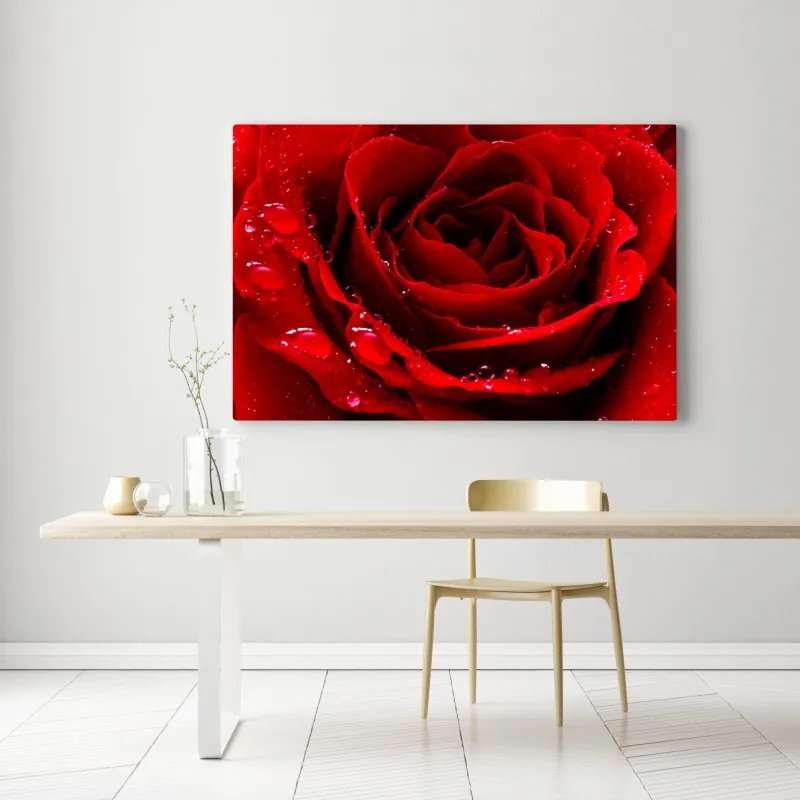 Obraz na płótnie żywa czerwona róża - zbliżenie