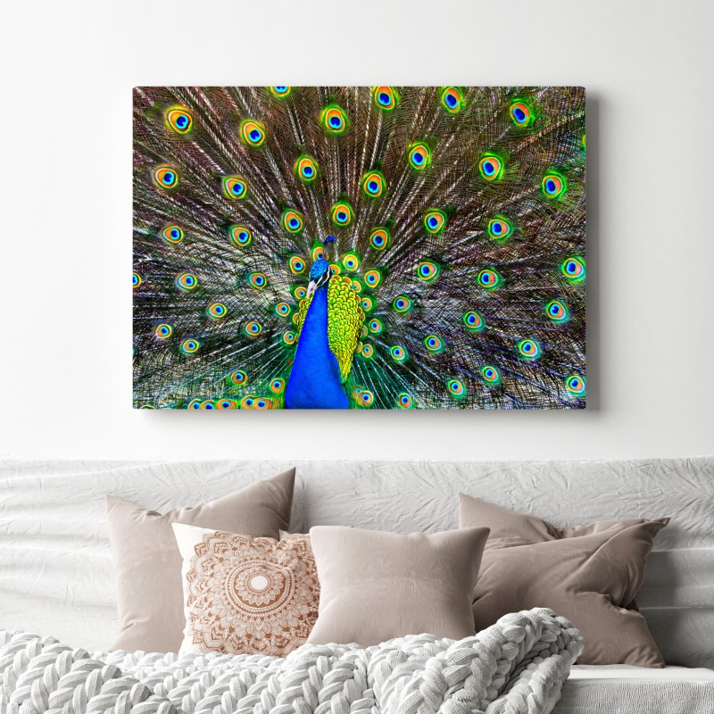Obraz na płótnie żywy wachlarz pawich piór – Wallissimo® Obraz na płótnie żywy wachlarz pawich piór – Wallissimo®