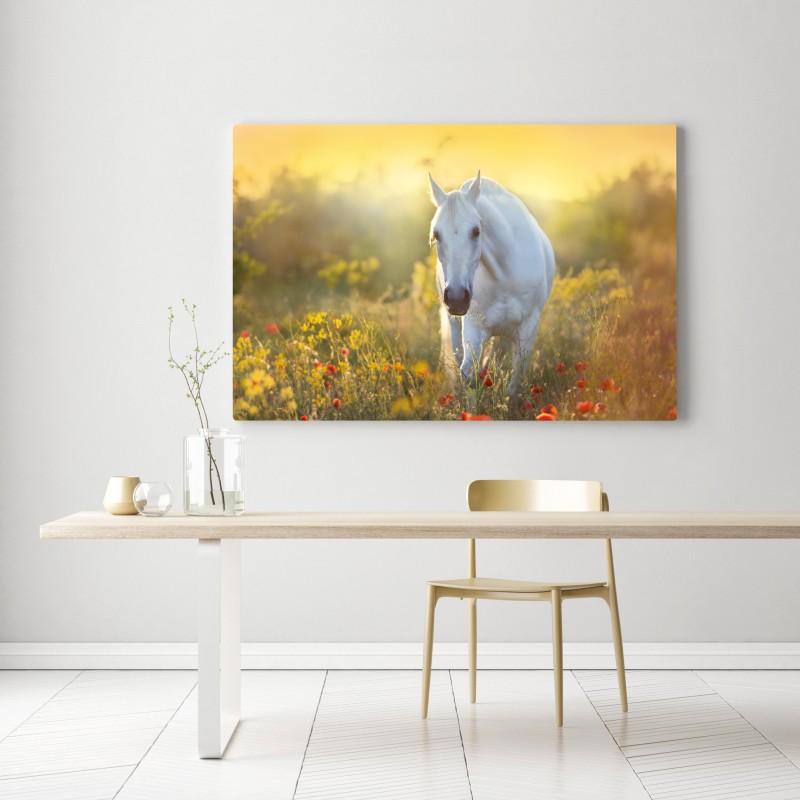 Obraz na płótnie biały koń na łące maków o wschodzie słońca