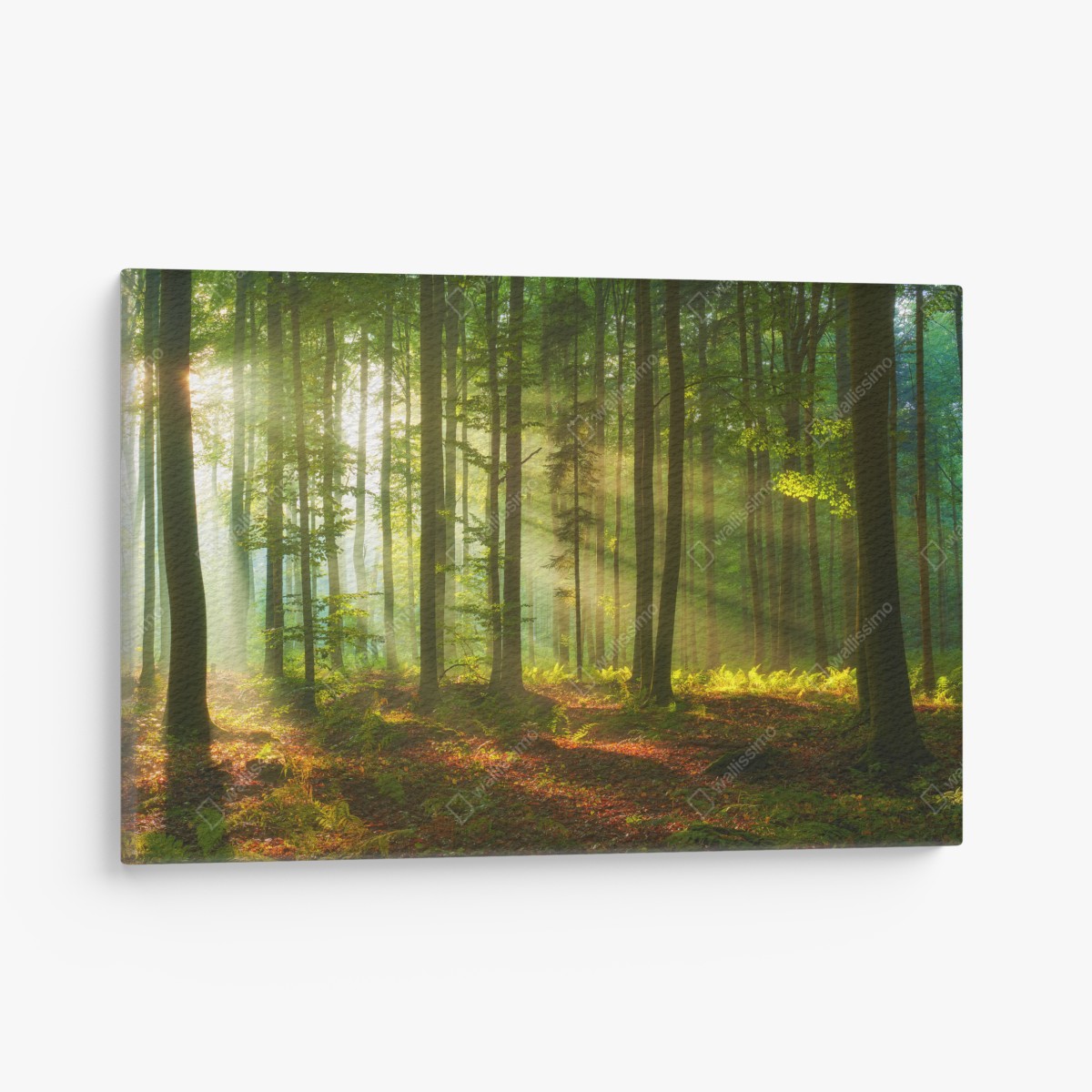 Canvas print morning light in a green forest