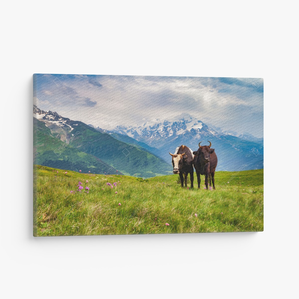 Canvas print alpine meadow with grazing cows
