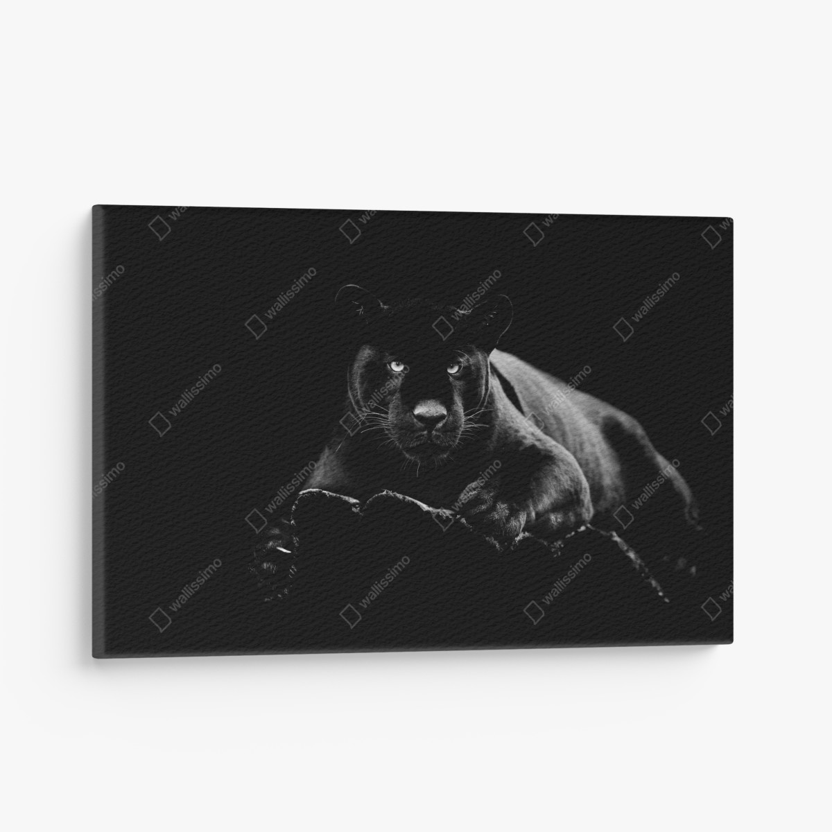 Canvas print majestic black panther portrait